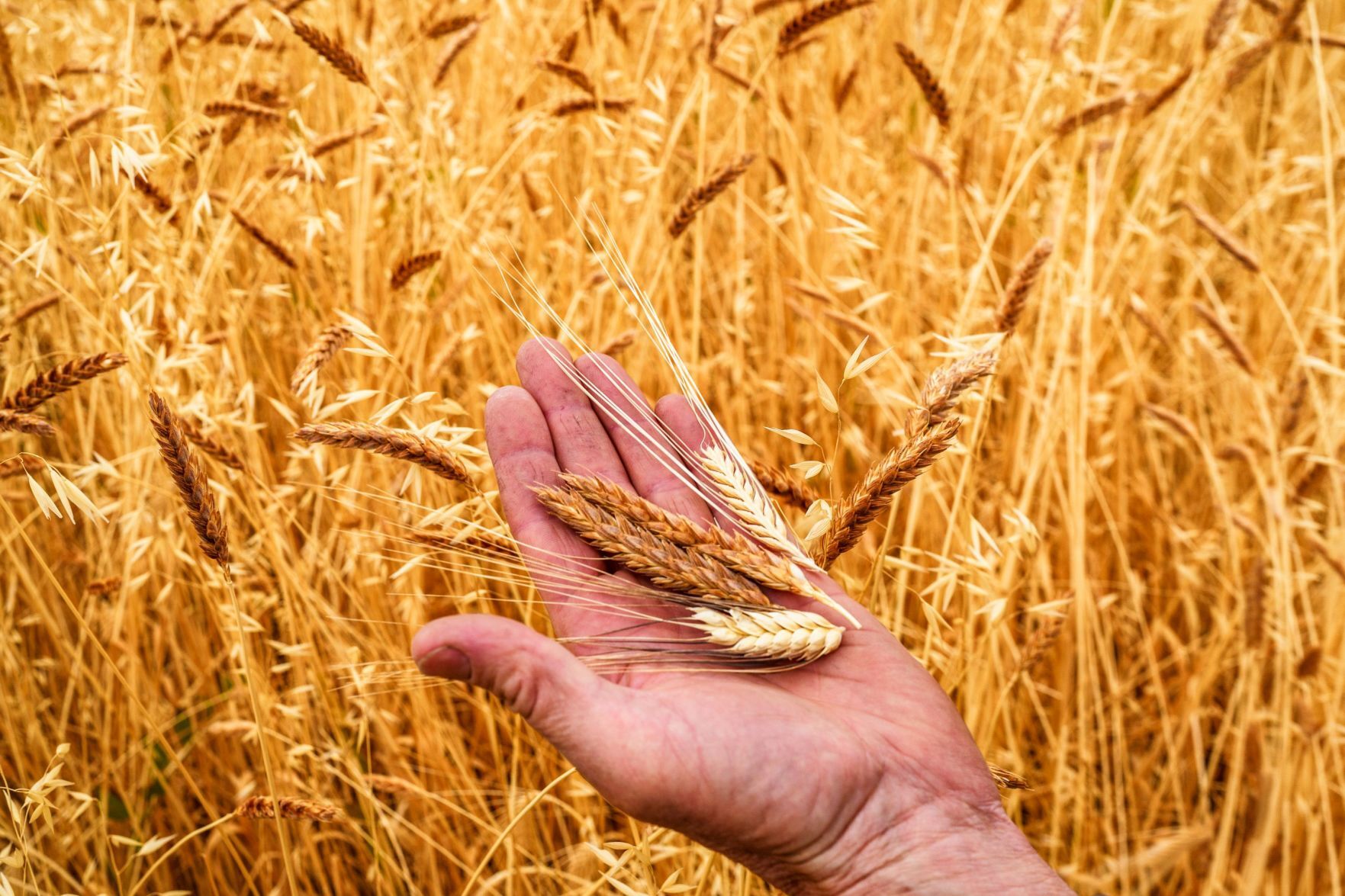 Napa Valley’s Heirloom Grain Harvest 2021